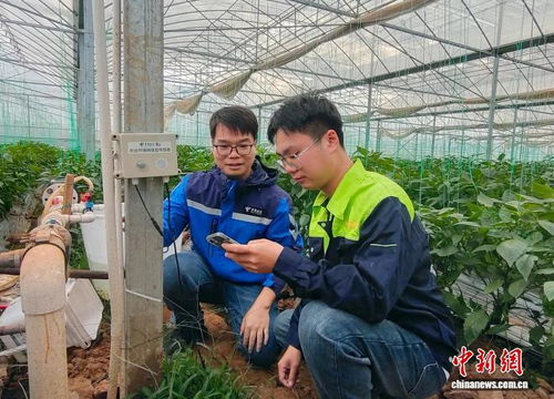 科技賦能新農人，廣西電信助力鄉(xiāng)村振興新篇章